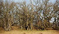 Bomen