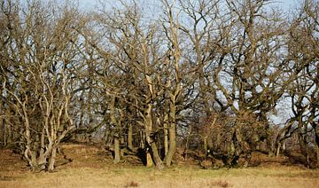 Bomen van Frank Smedts