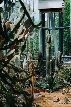 Cacti invesion van Alexandra Barka