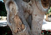 TREE MALTA VALLETTA
