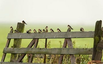 Boerenzwaluwen, Barn Swallows. van Ron Westbroek