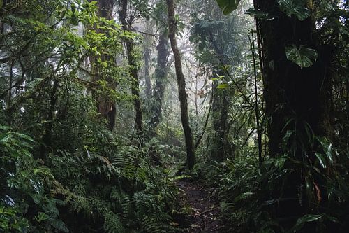 Monteverde Cloud Forest – Het Nevelwoud van Costa Rica