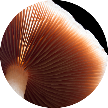De onderzijde van een paddenstoel van Marcel Keurhorst