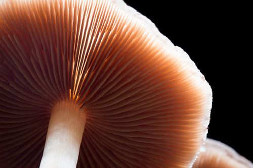 De onderzijde van een paddenstoel