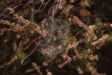 Magisch Spinnenweb van Danae Willeme