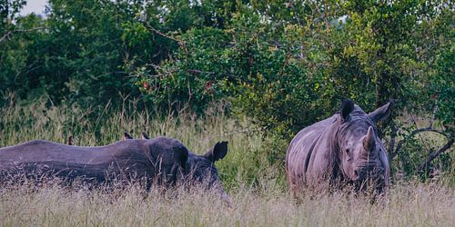 Neushoorns (Manyeleti Game Reserve) van Rob van der Pijll