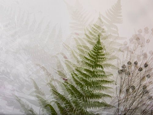 collage with fern, multiple exposures