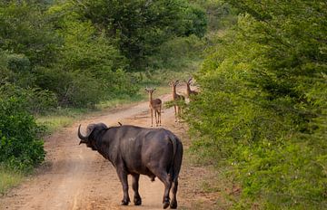 Waterbuffels of Kaapse Buffels in Hluhluwe Nationaal Park van SHDrohnenfly