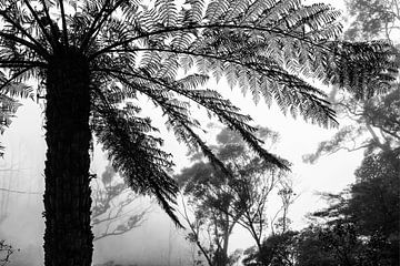 Regenwoud in de mist VI van Ines van Megen-Thijssen