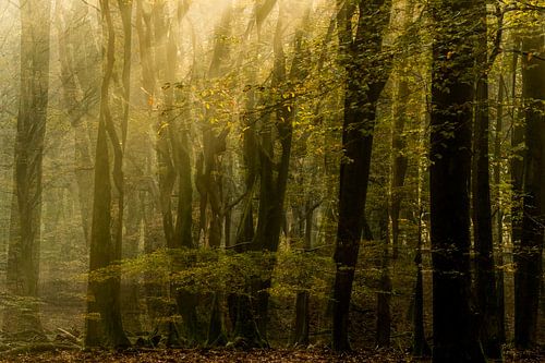 Zonsopgang in het Speulderbos
