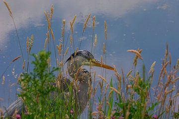 Reiger langs waterkant van Bernardine de Laat