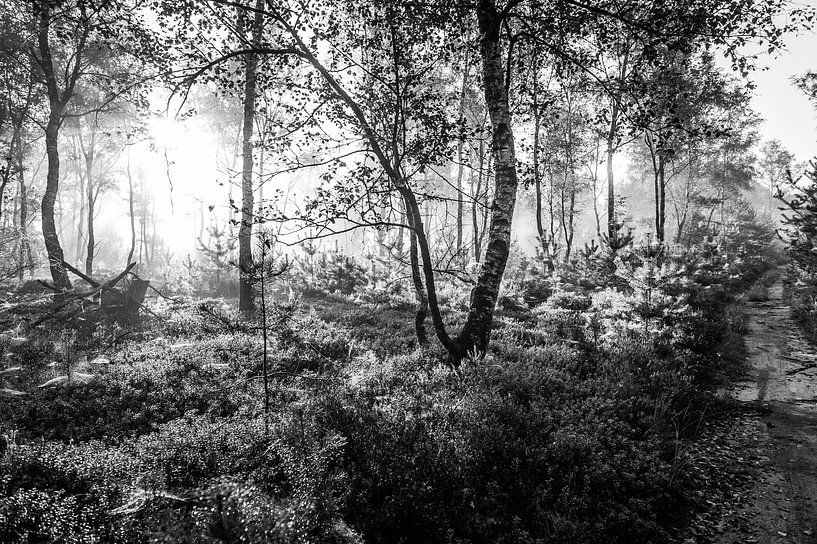 Ochtend in het bos van MICHEL WETTSTEIN