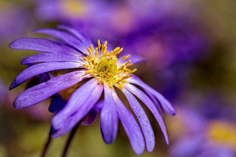 Anemone-Blanda van Rob Boon