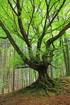 knoestige boom in het bos van SusaZoom