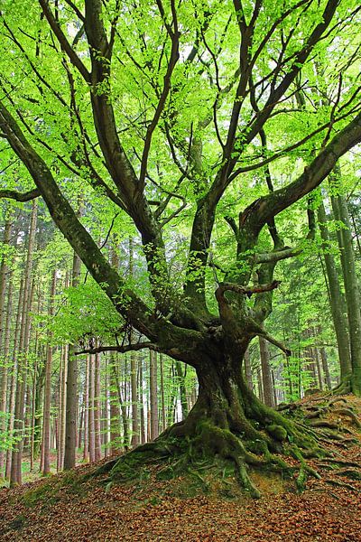 gnarled tree in the forest by SusaZoom