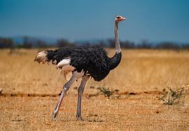 African ostrich in Namibia, Africa by Patrick Groß