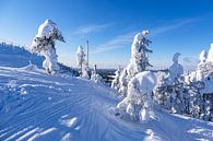 Landscape with snow in winter in Ruka, Finland by Rico Ködder thumbnail