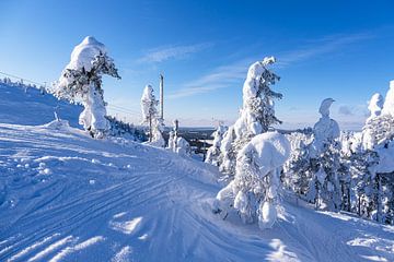 Landschap met sneeuw in de winter in Ruka, Finland