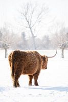 Schottischer Highlander läuft im Schnee davon