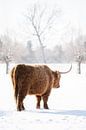 Schotse Hooglander loopt weg in sneeuw van Cindy Van den Broecke thumbnail