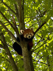 Red panda amongst the leaves by Henk Egbertzen