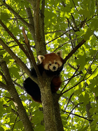 Red panda amongst the leaves