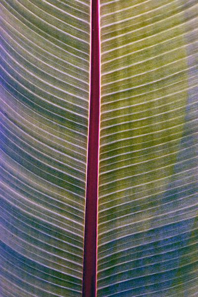 Frühlingshafte Bananenblatt Poesie von Silva Wischeropp