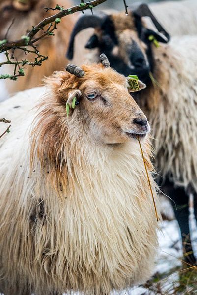 Moutons dans le froid par Fred Leeflang