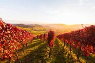 Weinberge in Stuttgart von Werner Dieterich Miniaturansicht