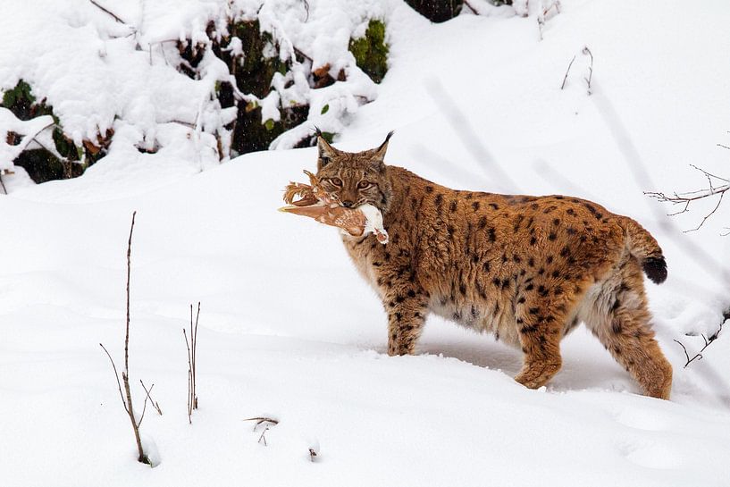 Luchs (Lynx lynx) von Dirk Rüter