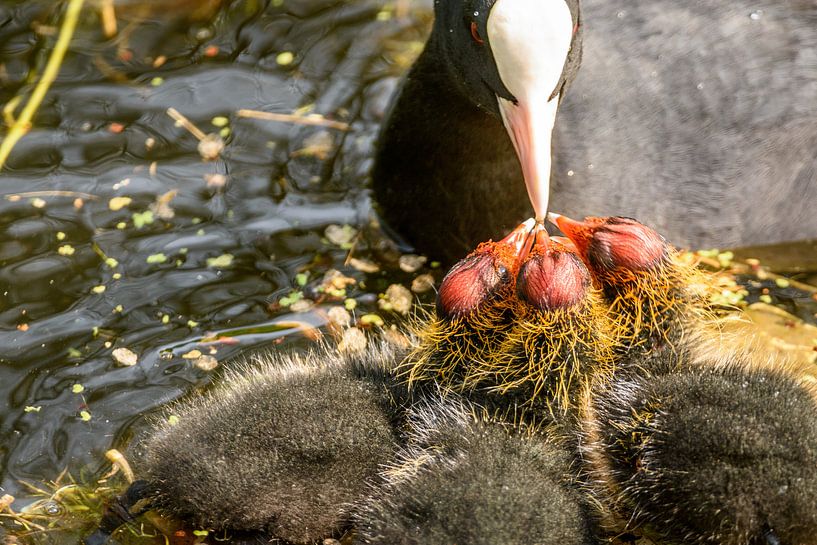 babies hebben honger van claes touber