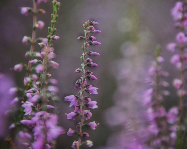 Violettes Heidekraut von Monique Verlouw
