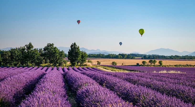 Landscape in Valensole plateau by Wim Kohne