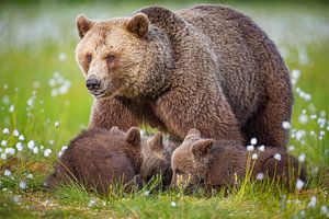 Braunbärenfamilie