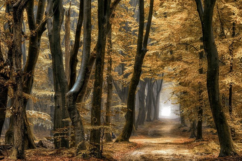 Het Droompad van Lars van de Goor