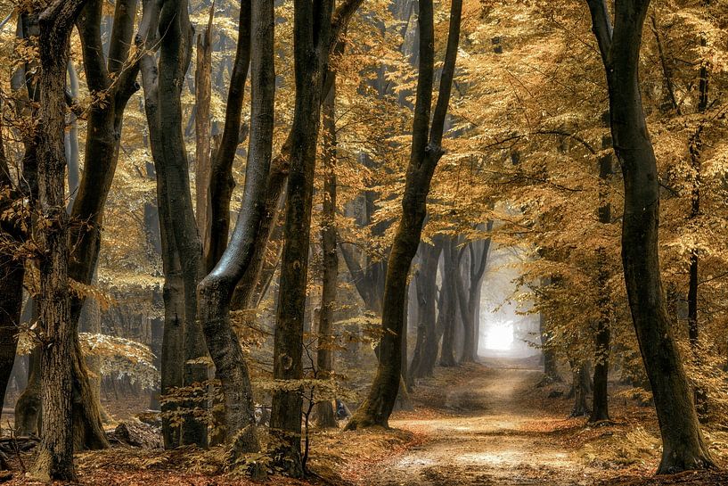 Der Traumpfad von Lars van de Goor