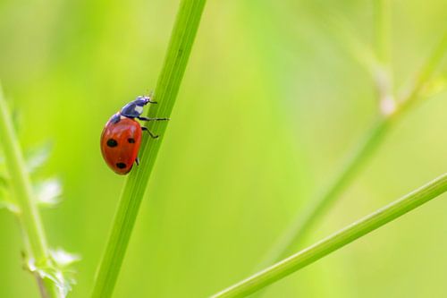 Little ladybird brings luck into the house