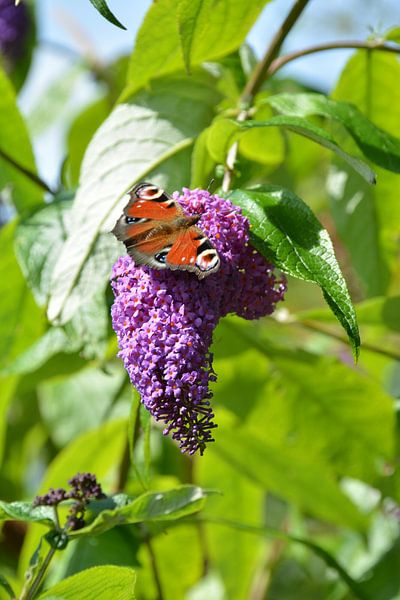 Butterfly by Lisa van Dam