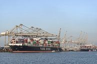 Frachtcontainerschiff an einem Containerterminal in Rotterdam Hafen von Sjoerd van der Wal Fotografie Miniaturansicht