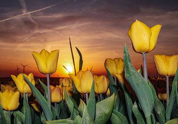 Hollandse tulpen bij zonsondergang van Marloes ten Brinke