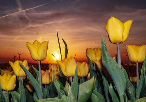 Tulipes néerlandaises au coucher du soleil