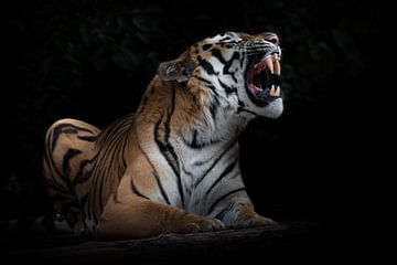 De tijger ontbloot tanden, geïsoleerde zwarte achtergrond, krachtig dier ligt geïsoleerd op zwarte a