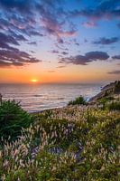 Les roseaux au coucher du soleil
