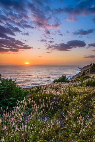 Rietgras bij zonsondergang