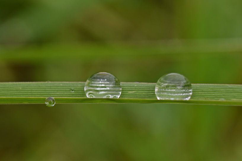 Wassertröpfchen im Gras von Daphne van der straaten