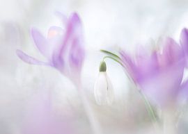 la sensation du printemps