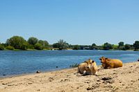 Cows along the Meuse.