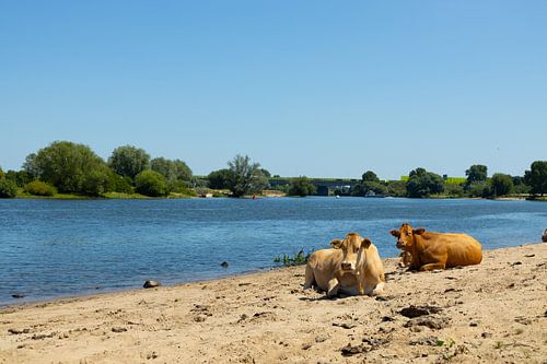 Kühe entlang der Maas.