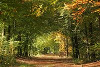 herfst, bos