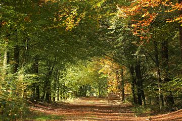 automne, forêt sur M. B. fotografie